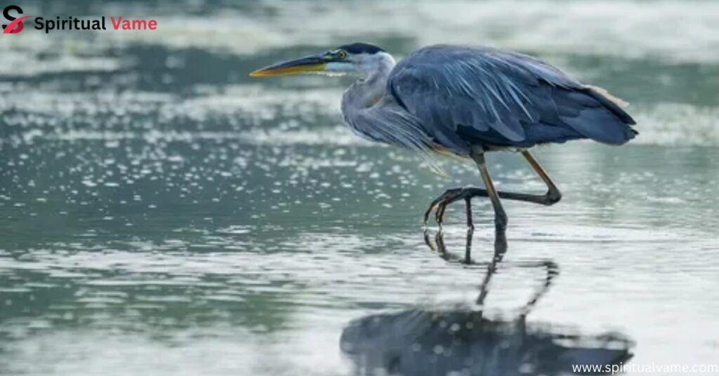Blue Colored Birds- Great Blue Heron