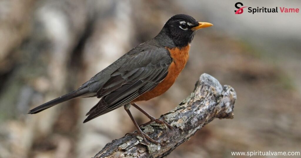 American Robin
