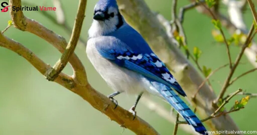 Blue Jay
