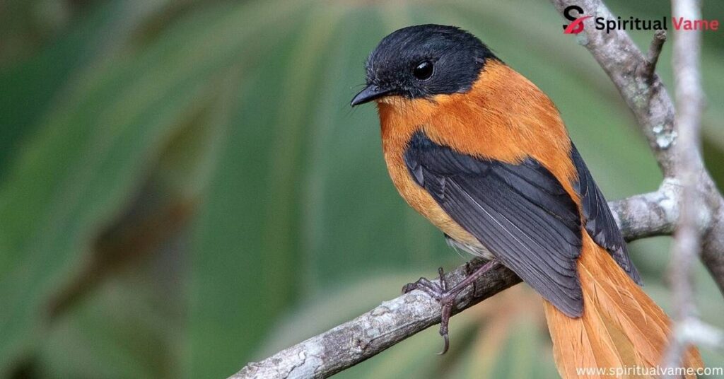 Black-and-orange Flycatcher