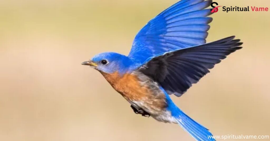 Eastern Bluebird