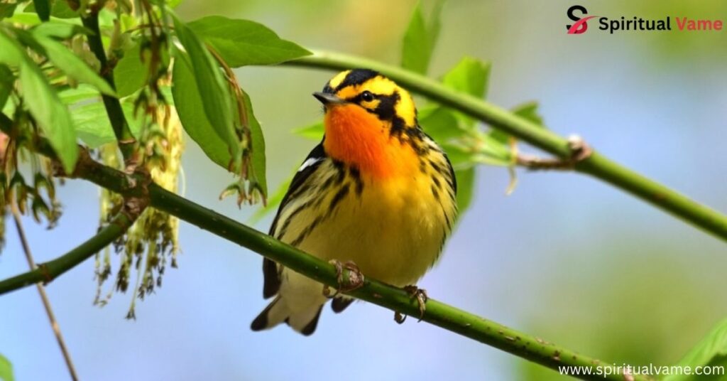 Blackburnian Warbler