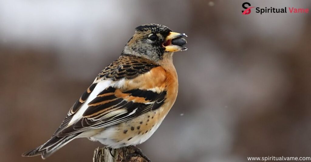 Brambling