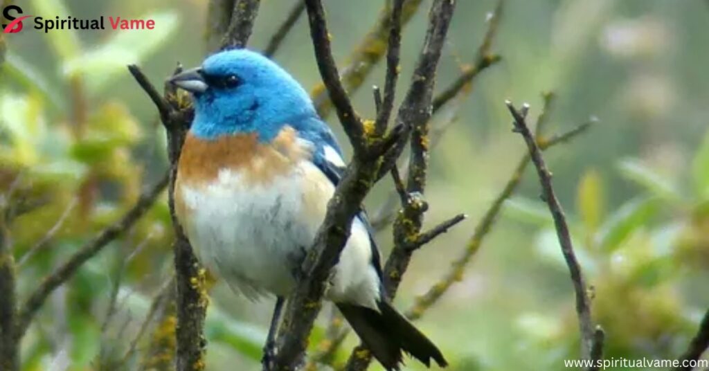 Lazuli Bunting