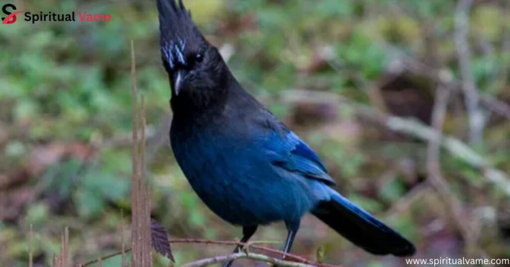 Steller’s Jay