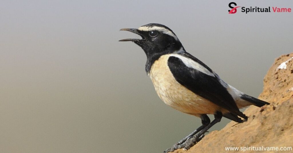 Buff-streaked Chat