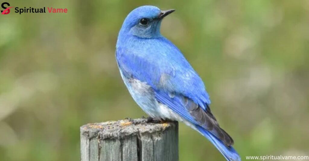 Mountain Bluebird