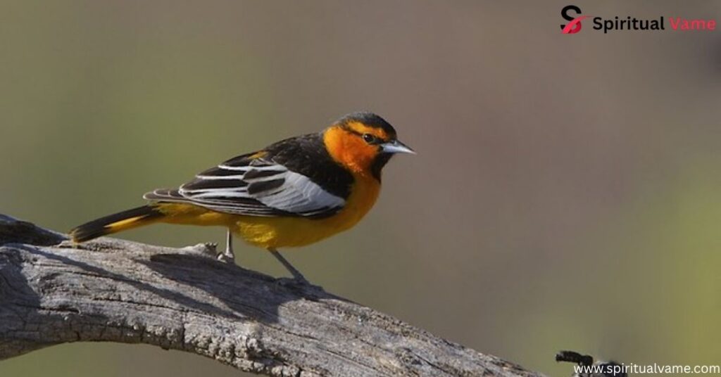 Bullock’s Oriole