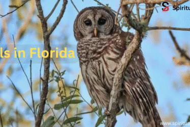 Owls-in-Florida-
