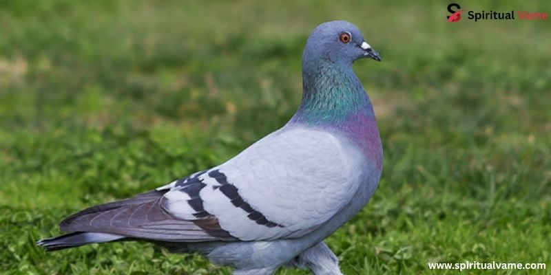Pigeon Spiritual Meaning