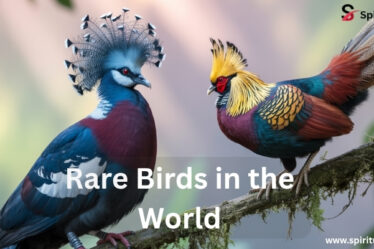 Rare Birds in the World