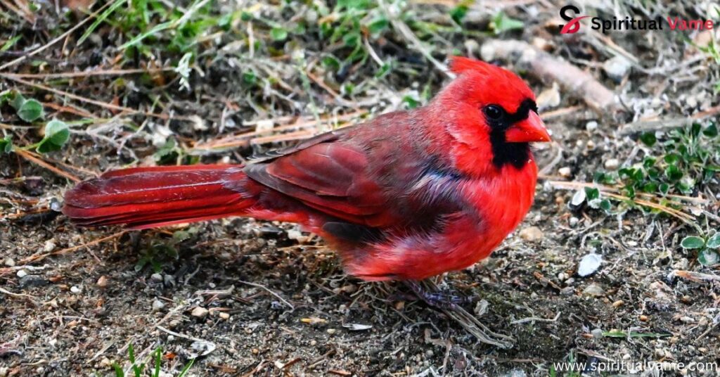 Robin vs Blue Jay