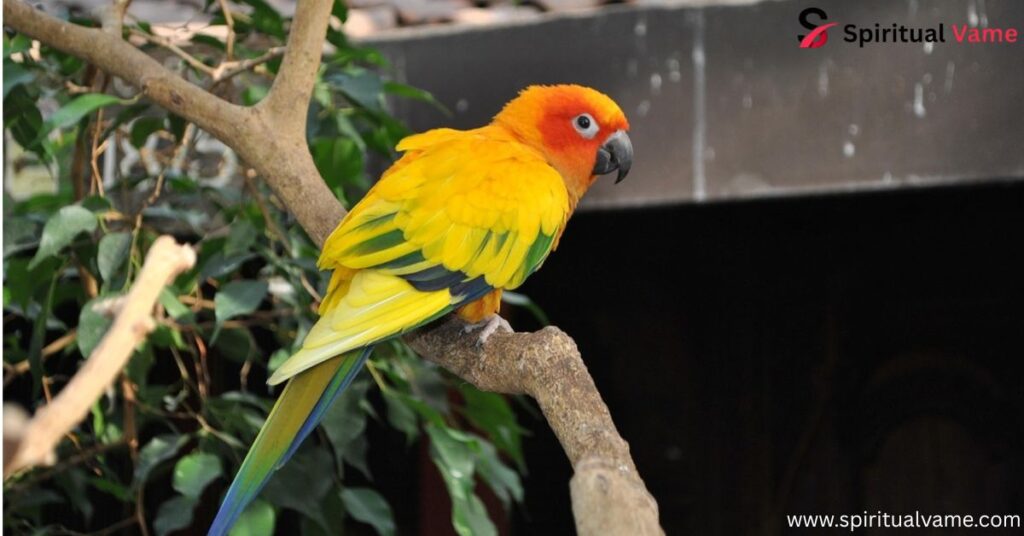 Yellow Parrots Pets
