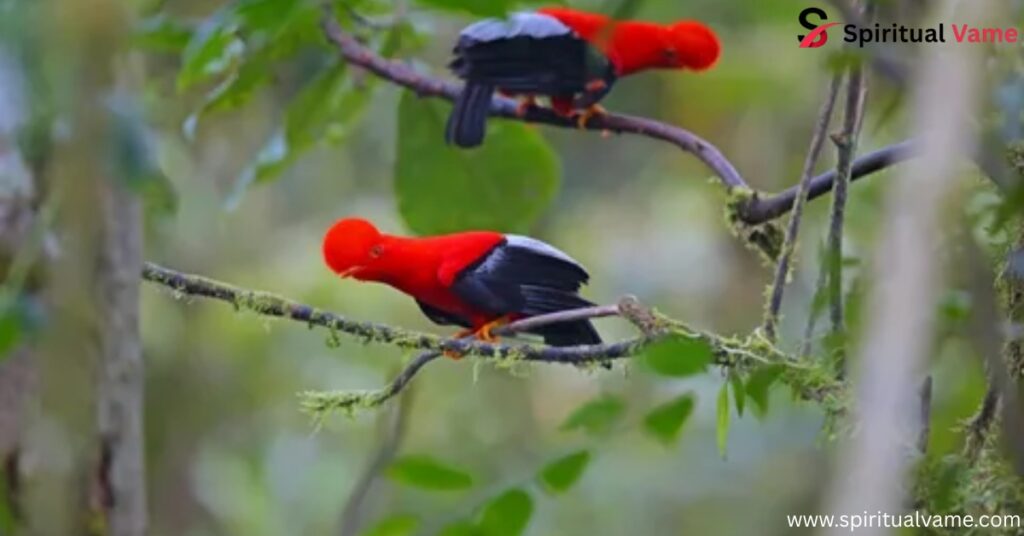 Andean Cock-of-the-Rock