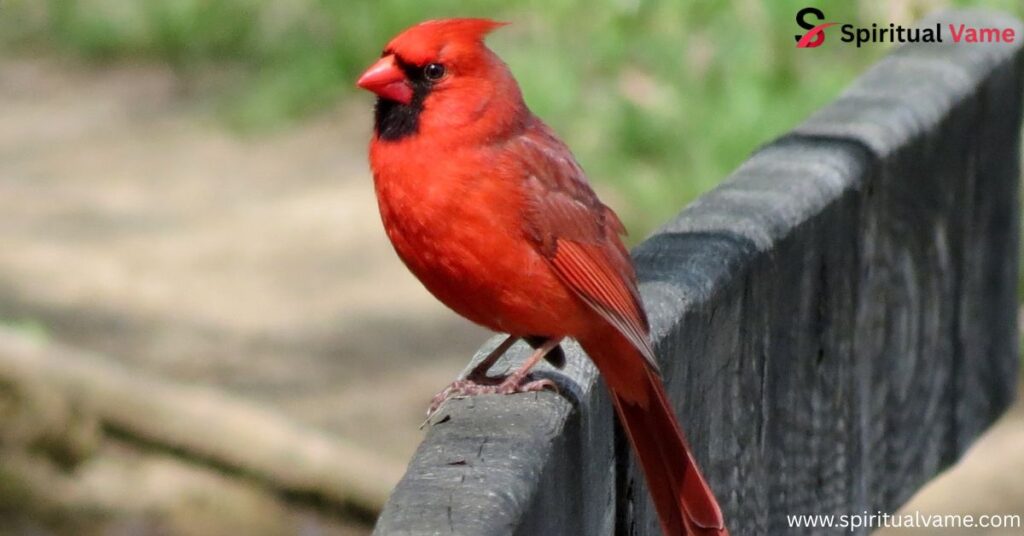 Red Birds to Keep as Pets