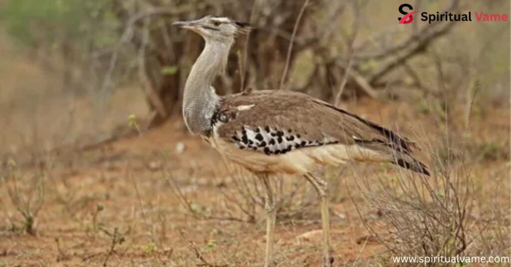 Kori Bustard (Ardeotis kori)