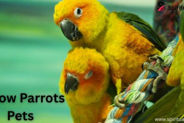 Yellow Parrots Pets
