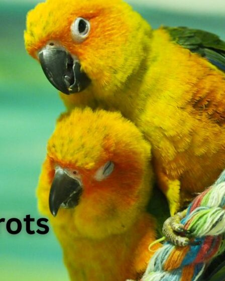 Yellow Parrots Pets