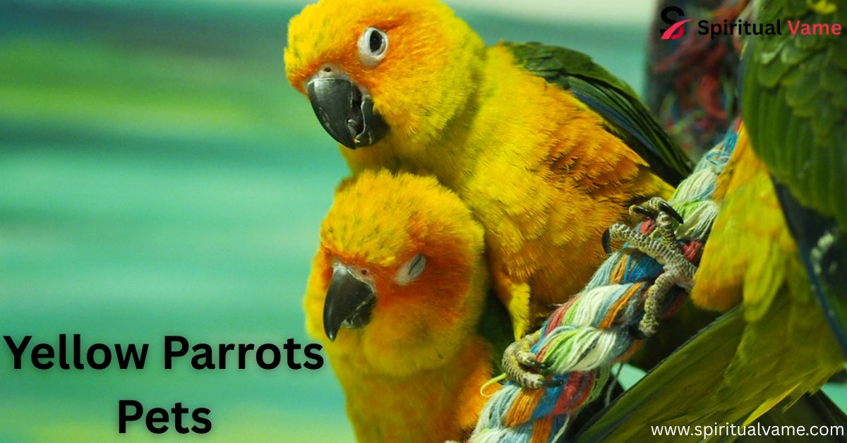 Yellow Parrots Pets