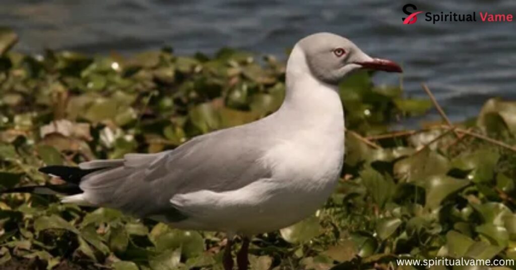 15 Bird Similar To Toucan-Exploring Species
