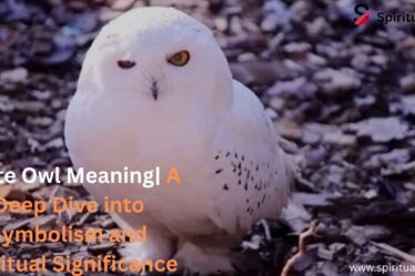 White Owl Meaning| A Deep Dive into Symbolism and Spiritual Significance