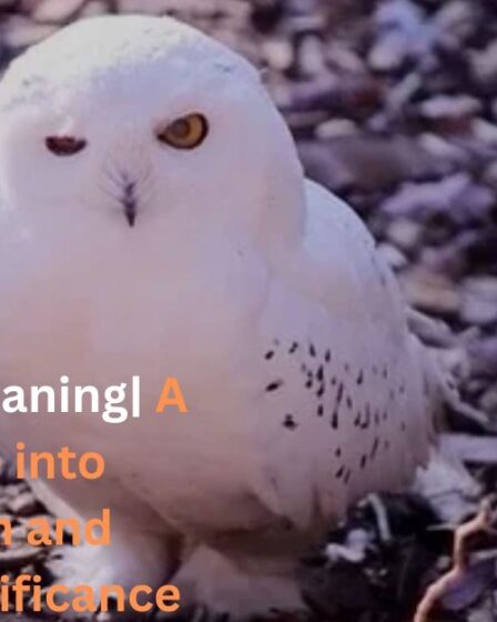 White Owl Meaning| A Deep Dive into Symbolism and Spiritual Significance