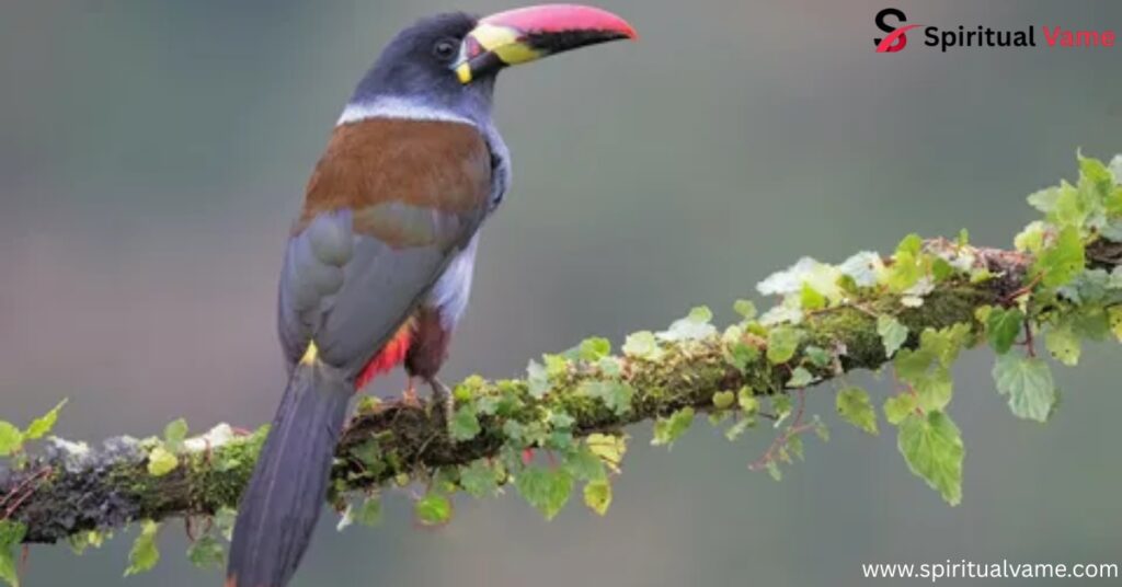 15 Birds With Unbelievable Beaks
