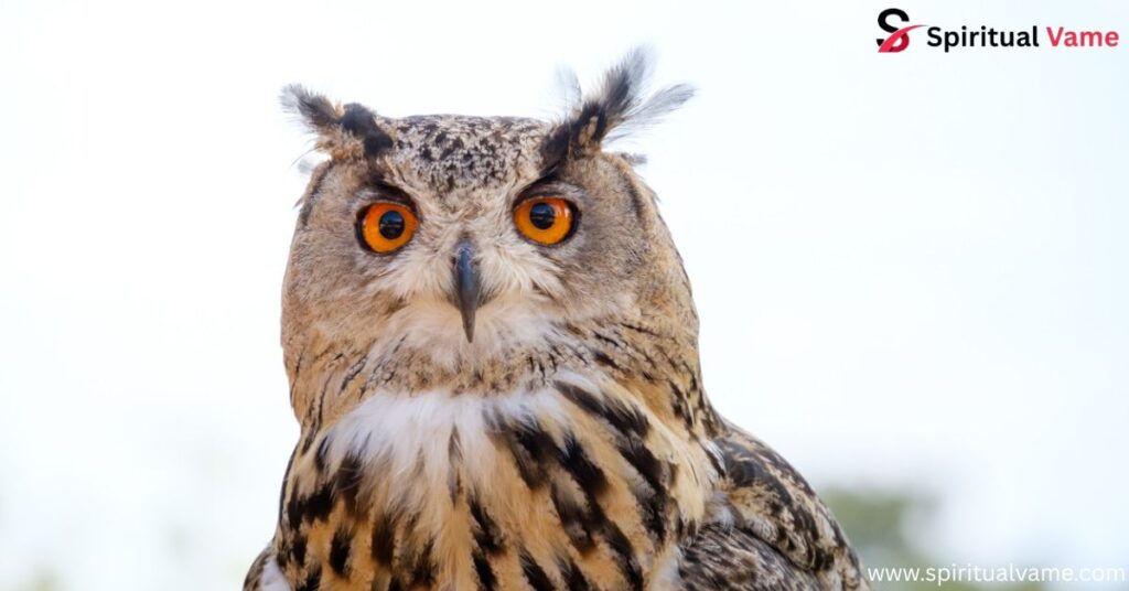 White Owl Meaning| A Deep Dive into Symbolism and Spiritual Significance