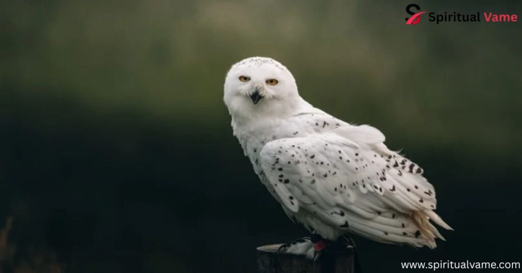 White Owl Meaning| A Deep Dive into Symbolism and Spiritual Significance