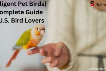 Intelligent Pet Birds| A Complete Guide for U.S. Bird Lovers