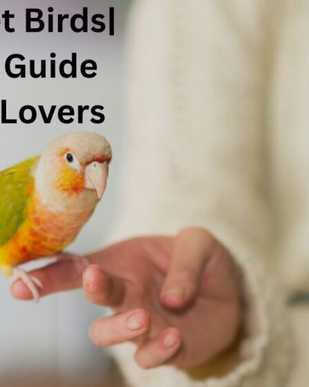 Intelligent Pet Birds| A Complete Guide for U.S. Bird Lovers