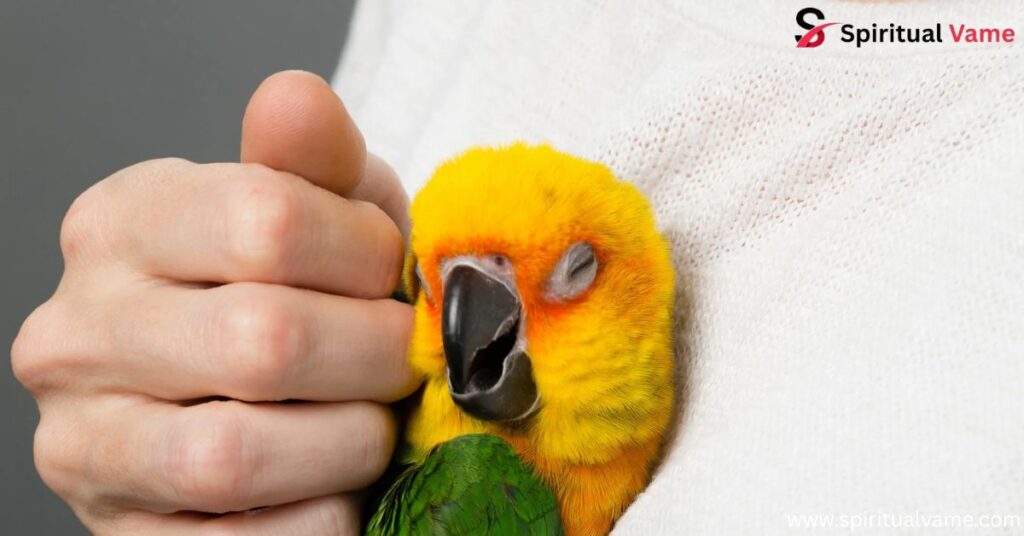 Intelligent Pet Birds| A Complete Guide for U.S. Bird Lovers