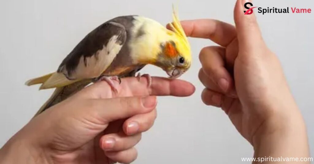 Intelligent Pet Birds| A Complete Guide for U.S. Bird Lovers