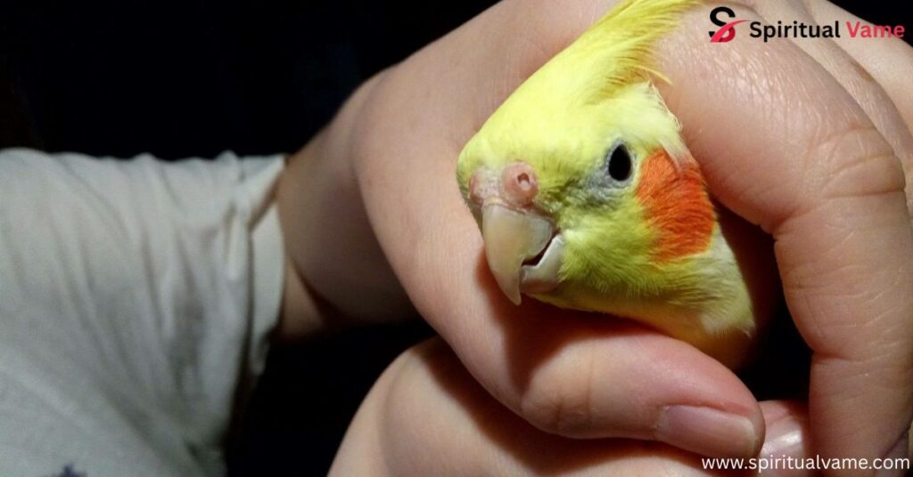 Intelligent Pet Birds| A Complete Guide for U.S. Bird Lovers
