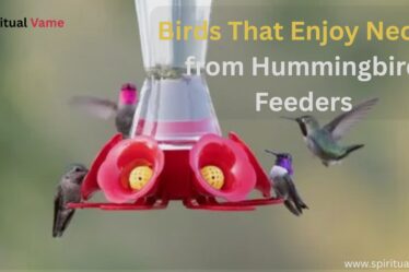 birds that drink nectar from hummingbird feeders