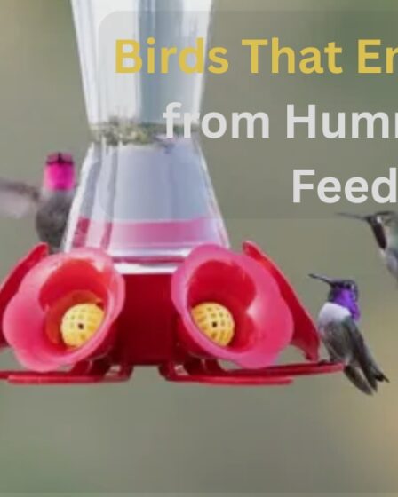 birds that drink nectar from hummingbird feeders