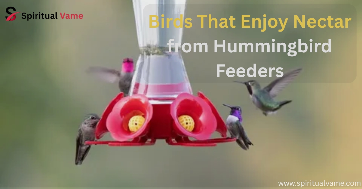 birds that drink nectar from hummingbird feeders