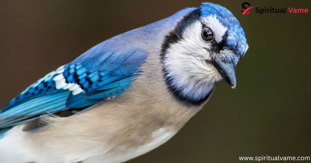 Robin vs Blue Jay