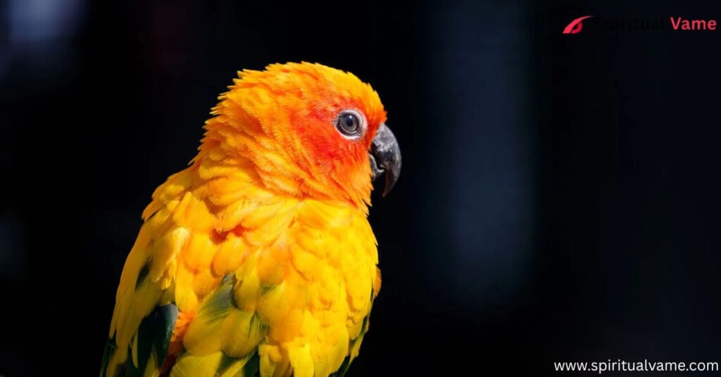 Yellow Parrots Pets
