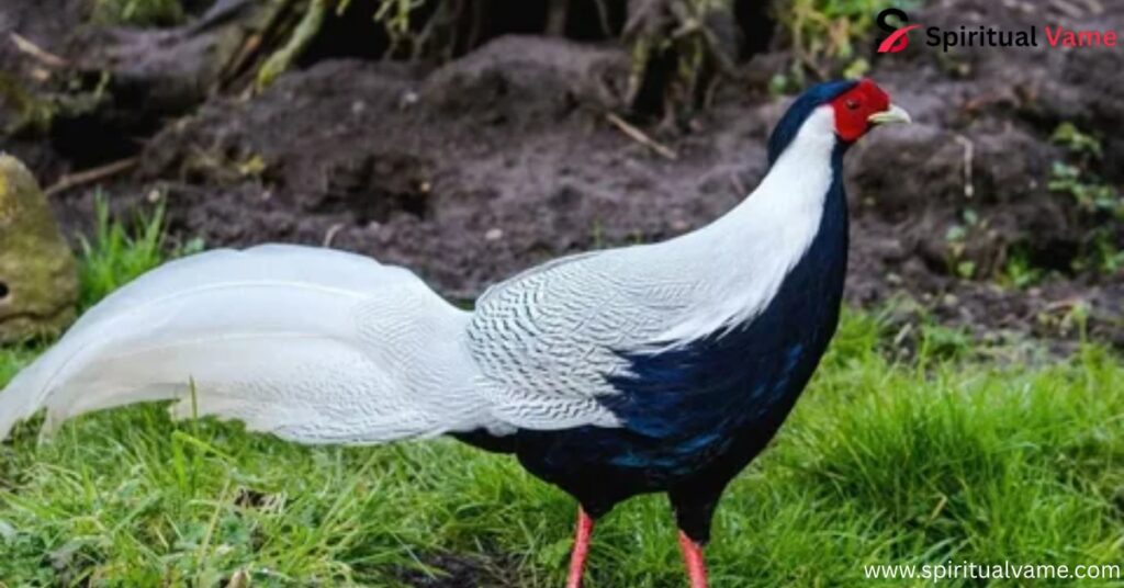 15 Birds With Snazzier Hairdos Than You