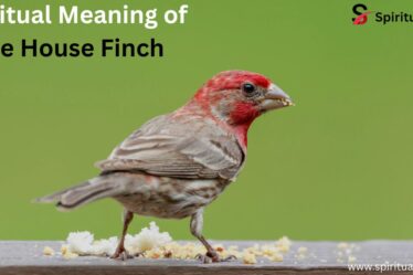 Spiritual Meaning of the House Finch