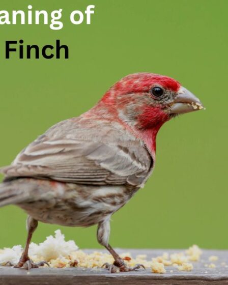 Spiritual Meaning of the House Finch