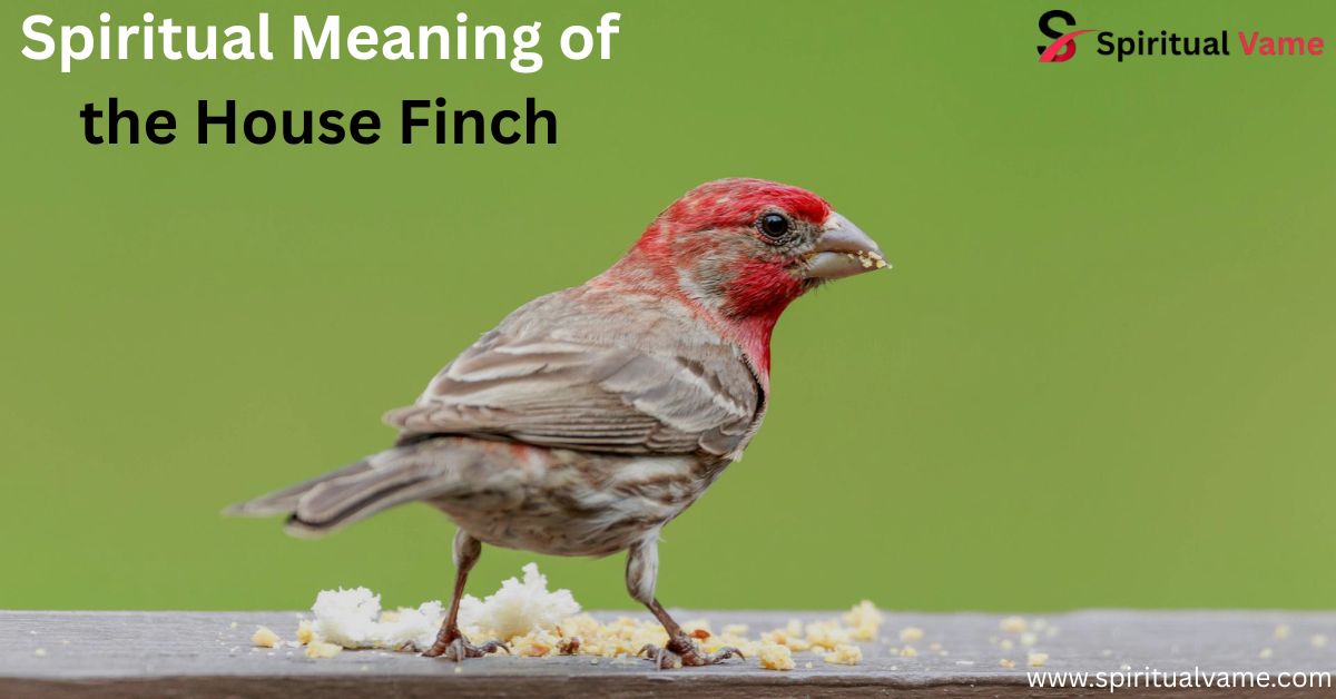 Spiritual Meaning of the House Finch