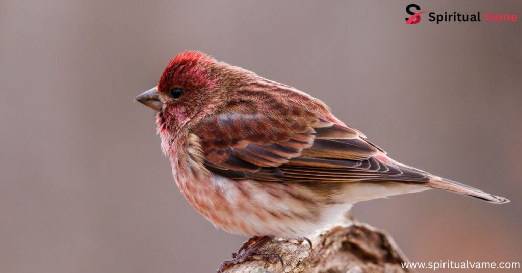 Spiritual Meaning of the House Finch