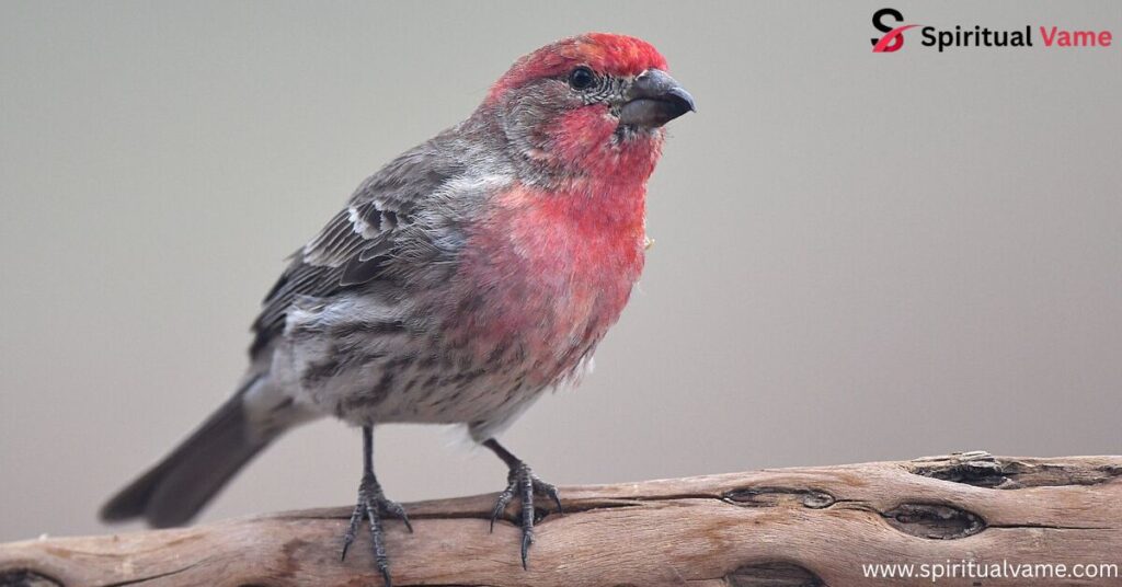 Spiritual Meaning of the House Finch
