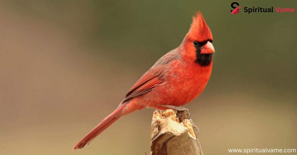 Spiritual Meaning of the House Finch