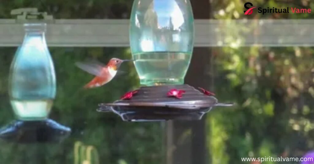 Other Birds Visiting Hummingbird Feeders in Spring