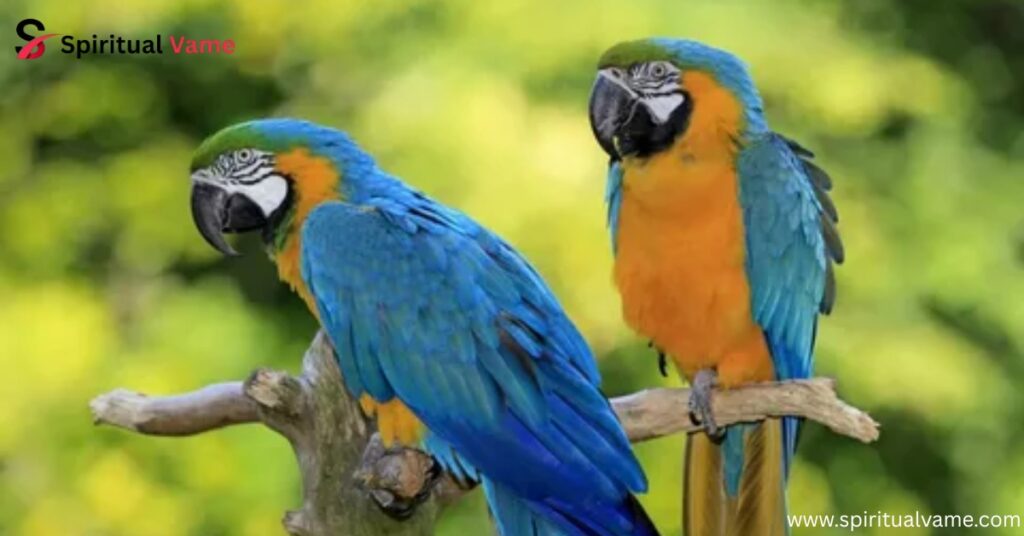 BLUE AND GOLD MACAW INTELLIGENCE & PERSONALITY