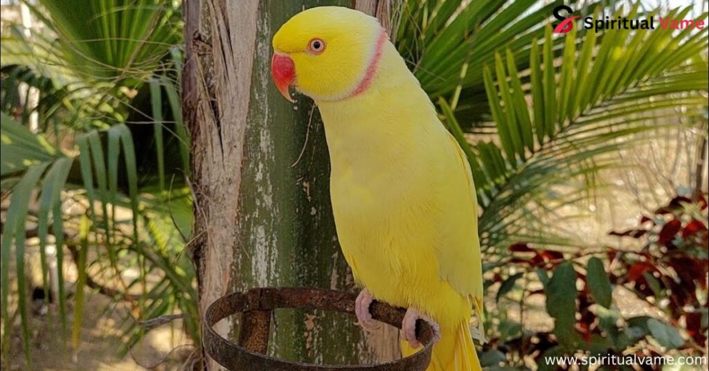 Yellow Parrots Pets
