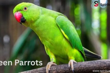 Green Parrots
